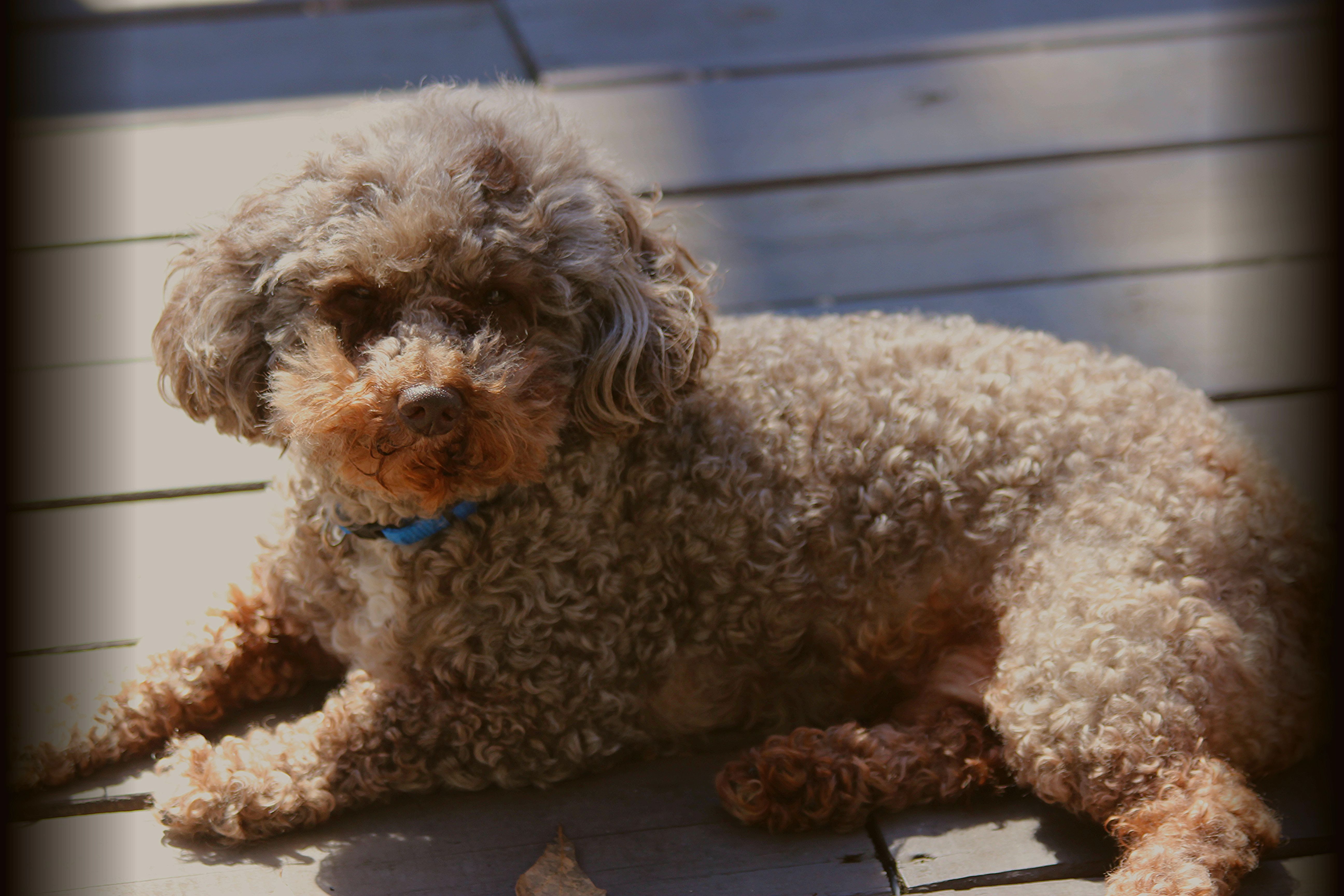 Chocolate shop toy poodles